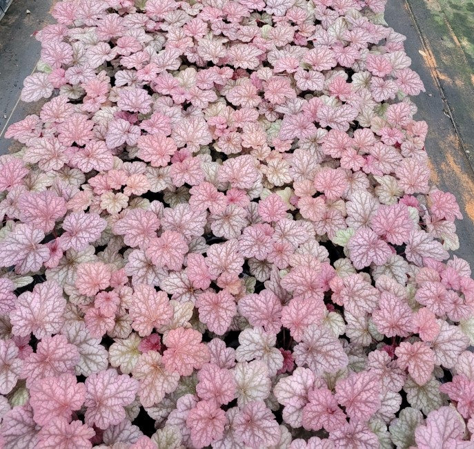 Heuchera 'Berry Smoothie'| Heuchera x 'Berry Smoothie' PP# 21,871