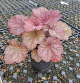 Heuchera 'Berry Smoothie'| Heuchera x 'Berry Smoothie' PP# 21,871