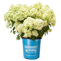 Bubble Bath™ Hardy Hydrangea | Panicle Hydrangea