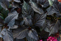 Eclipse ® Bigleaf Hydrangea | Hydrangea m. 'Bailmacseven' PP34,544, UPP