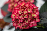 Eclipse ® Bigleaf Hydrangea | Hydrangea m. 'Bailmacseven' PP34,544, UPP