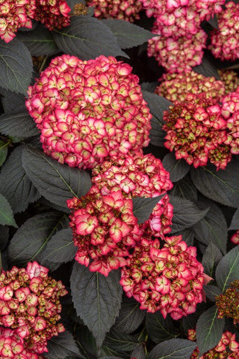 Eclipse ® Bigleaf Hydrangea | Hydrangea m. 'Bailmacseven' PP34,544, UPP