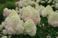 Limelight Prime® | Shrub | Hydrangea paniculata 'SMNHPPH' USPP 32,511, Can PBRAF