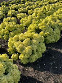 Bubble Bath™ Hardy Hydrangea | Panicle Hydrangea