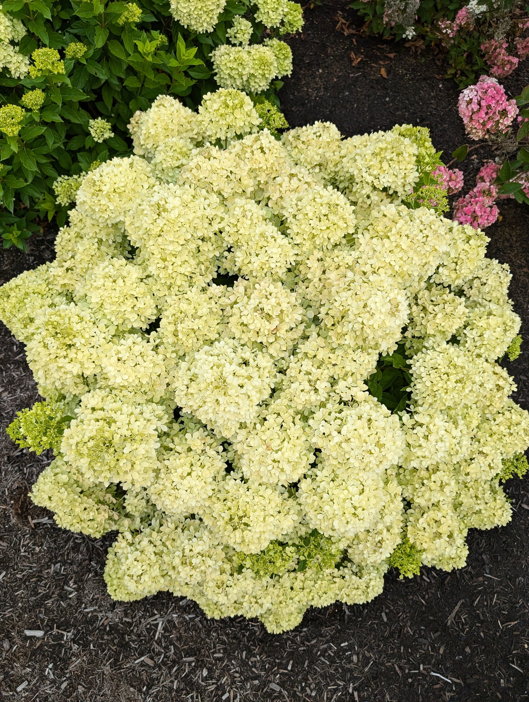 Bubble Bath™ Hardy Hydrangea | Panicle Hydrangea