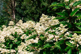 Torch™ Hardy Hydrangea | Hydrangea paniculata 'HPOPR018' USPP32972, CPBRAF