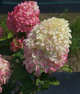 Little Quick Fire Fab Hydrangea