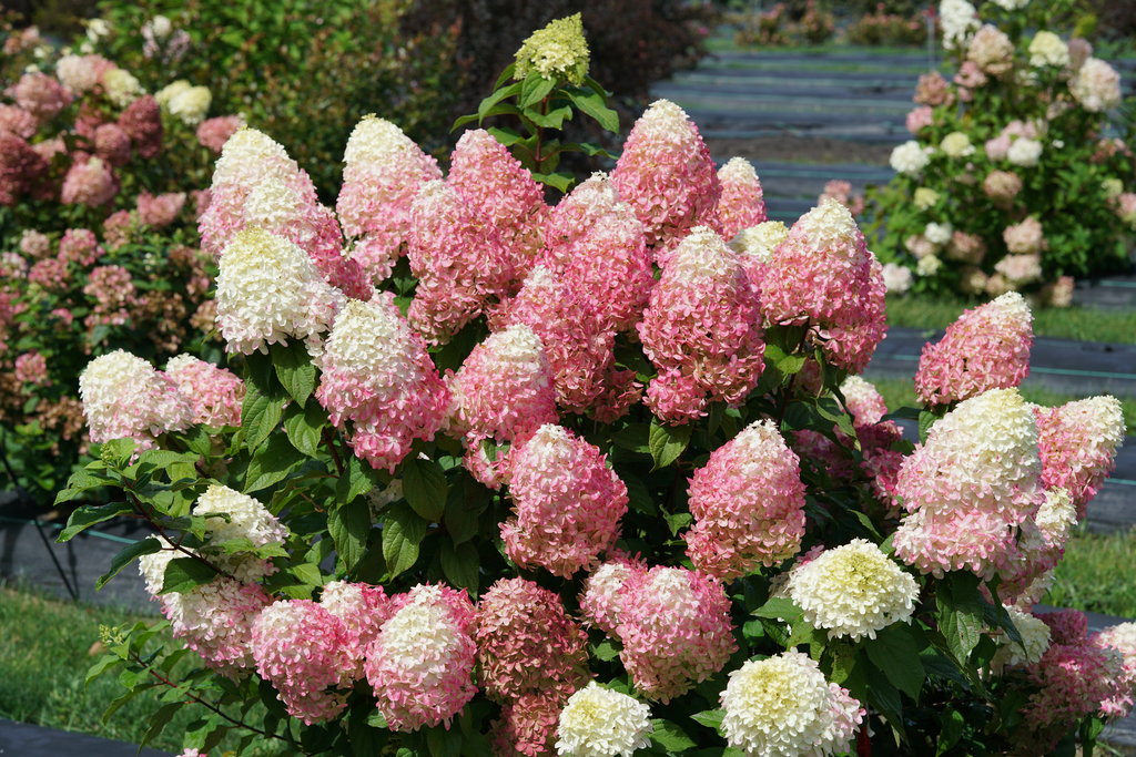 Little Quick Fire Fab Hydrangea