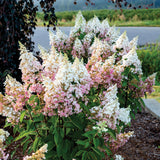 Candelabra® Hardy Hydrangea | Botanical name: Hydrangea paniculata 'Hpopr013' USPP27472, CPBR6053