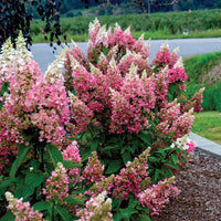 Candelabra® Hardy Hydrangea | Botanical name: Hydrangea paniculata 'Hpopr013' USPP27472, CPBR6053