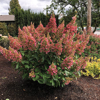 Candelabra® Hardy Hydrangea | Botanical name: Hydrangea paniculata 'Hpopr013' USPP27472, CPBR6053