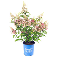 Candelabra® Hardy Hydrangea | Botanical name: Hydrangea paniculata 'Hpopr013' USPP27472, CPBR6053