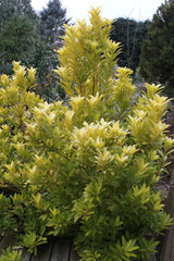 "Explore vibrant Florida Sunshine Illicium images, showcasing the stunning beauty of this evergreen shrub with its golden-yellow foliage. Immerse yourself in the radiant hues of the Sunshine Illicium, perfect for sunny landscapes. Find inspiration for your garden with our collection of high-quality photos capturing the warmth and splendor of this resilient plant."