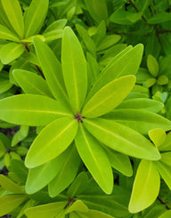 "Explore vibrant Florida Sunshine Illicium images, showcasing the stunning beauty of this evergreen shrub with its golden-yellow foliage. Immerse yourself in the radiant hues of the Sunshine Illicium, perfect for sunny landscapes. Find inspiration for your garden with our collection of high-quality photos capturing the warmth and splendor of this resilient plant."