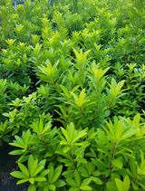 "Explore vibrant Florida Sunshine Illicium images, showcasing the stunning beauty of this evergreen shrub with its golden-yellow foliage. Immerse yourself in the radiant hues of the Sunshine Illicium, perfect for sunny landscapes. Find inspiration for your garden with our collection of high-quality photos capturing the warmth and splendor of this resilient plant."