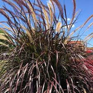 Purple Fountain Grass | Pennisetum 'Rubrum'