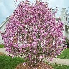 Pink Flowering Magnolia | Galaxy Magnolia