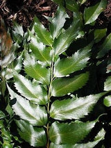 Japanese holly fern, Cyrtomium falcatum, evergreen fern, shade-loving plant, fern for low light, ornamental foliage, landscaping fern, deer-resistant plant, fern for borders, drought-tolerant fern, fern for containers, easy-care fern, garden design, fern for woodland gardens, Japanese holly fern care, fern for underplanting.