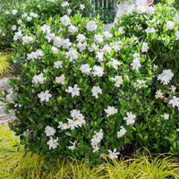 Jubilation™ Gardenia | Jubilation™ Gardenia | Gardenia jasminoides 'Leeone' PP21983