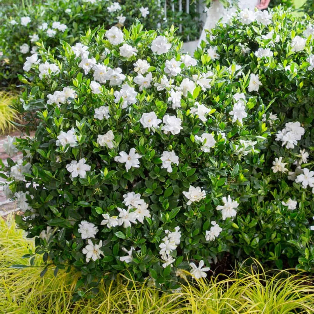 Jubilation™ Gardenia | Jubilation™ Gardenia | Gardenia jasminoides 'Leeone' PP21983