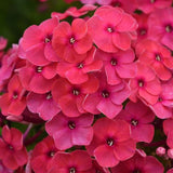 Ka-Pow® Pink | Phlox paniculata ‘Balkapopink’ USPP30779