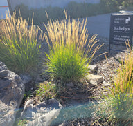 Feather Reed Grass | Calamagrostis x acutiflora 'Karl Foerster'