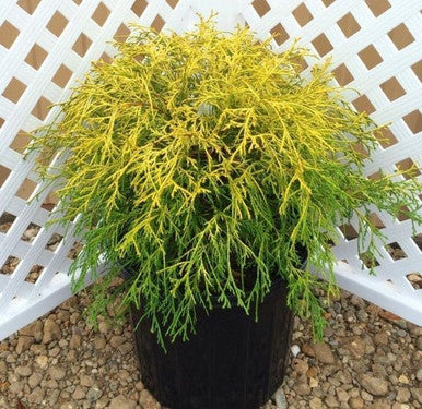 Lemon Thread False Cypress (Chamaecyparis pisifera) – Plant Factory Direct