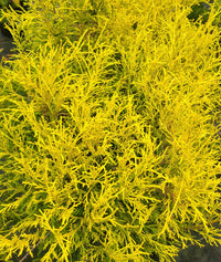 Lemon Thread False Cypress  | Chamaecyparis pisifera 'Lemon Thread'