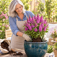 Lil' Cerise™ Butterfly Bush