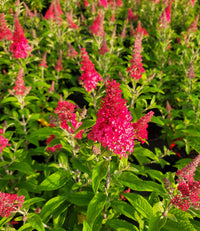 Butterfly Candy™  'Lil Raspberry'™ Butterfly Bush