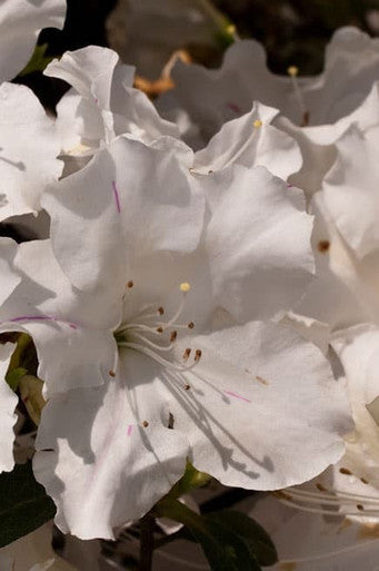 Encore Autumn Lily Reblooming Azalea