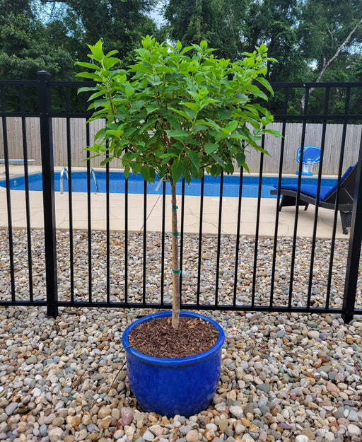 Limelight Hydrangea Tree - Proven Winners Standard Form | Zones 3-9 ...