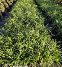 Big Blue  Liriope |  Monkey Grass