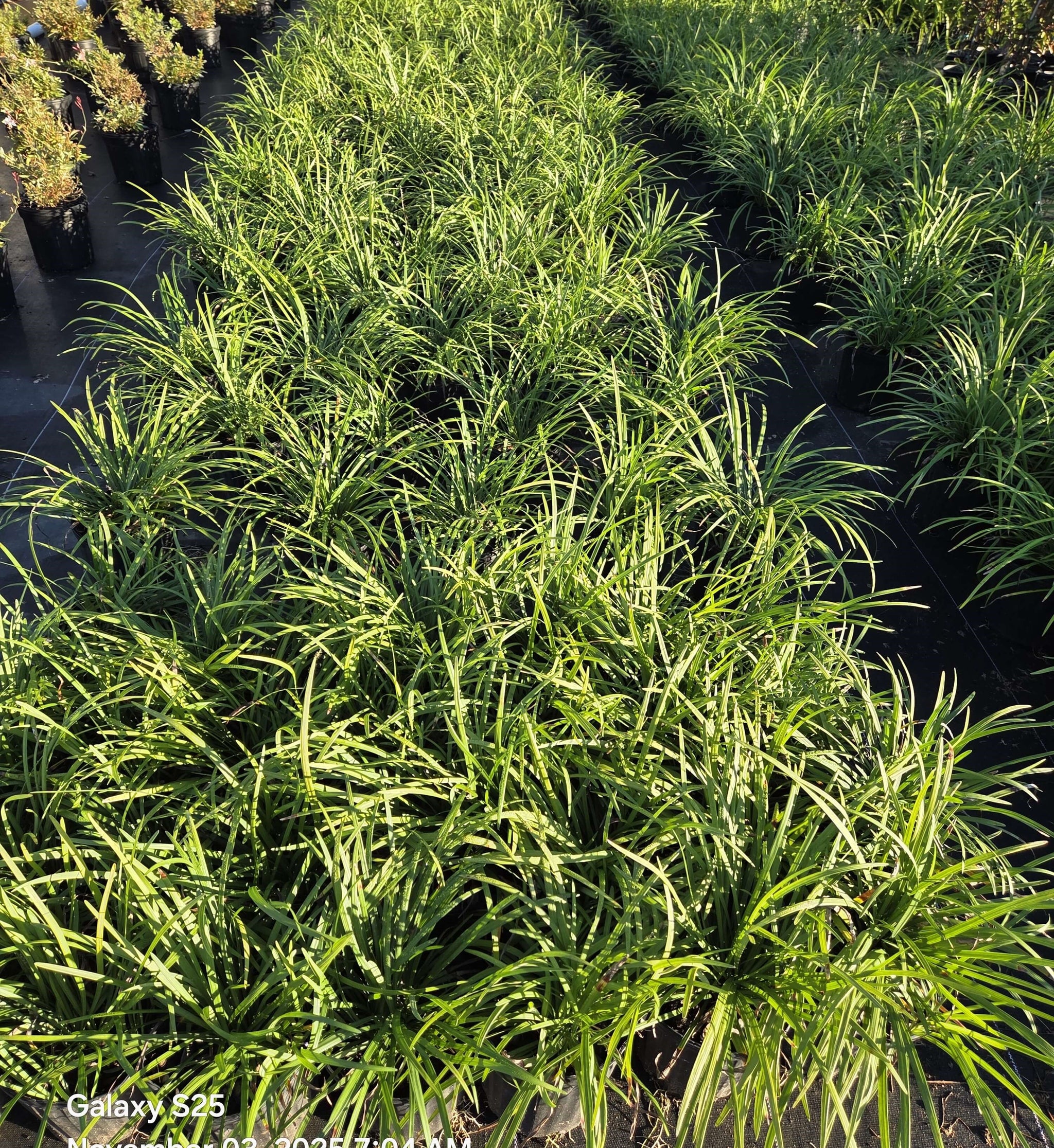 Big Blue  Liriope |  Monkey Grass