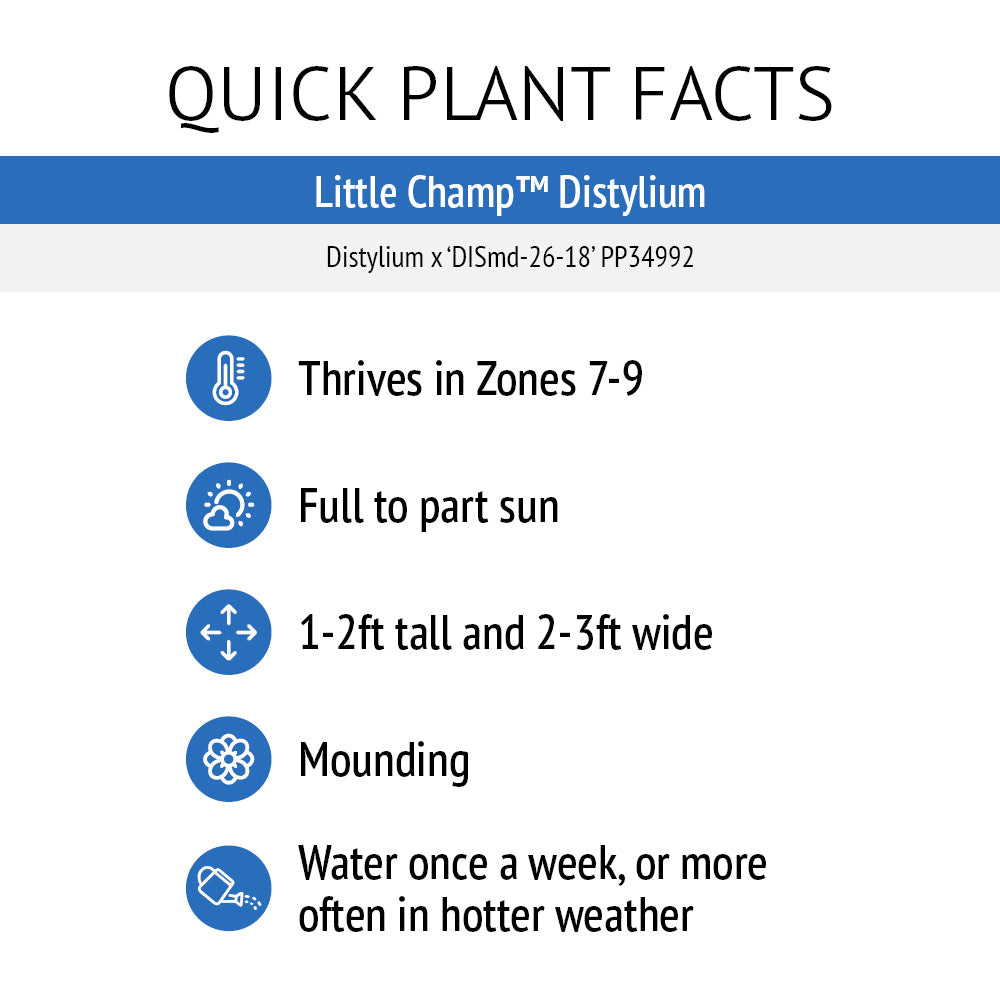Little Champ™ Distylium | Distylium x 'DISmd-26-18' PPAFF