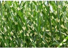 'Little Zebra' Dwarf Zebra Grass - Miscanthus