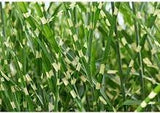 'Little Zebra' Dwarf Zebra Grass - Miscanthus