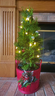 Live Potted Christmas Tree | Private Jet™ Arborvitae