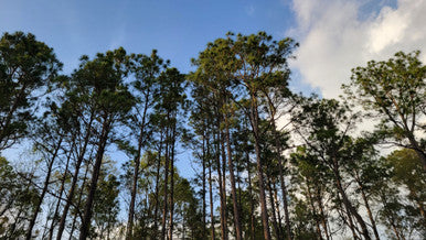 Loblolly Pine Trees | Pinus taeda ‘Loblolly’