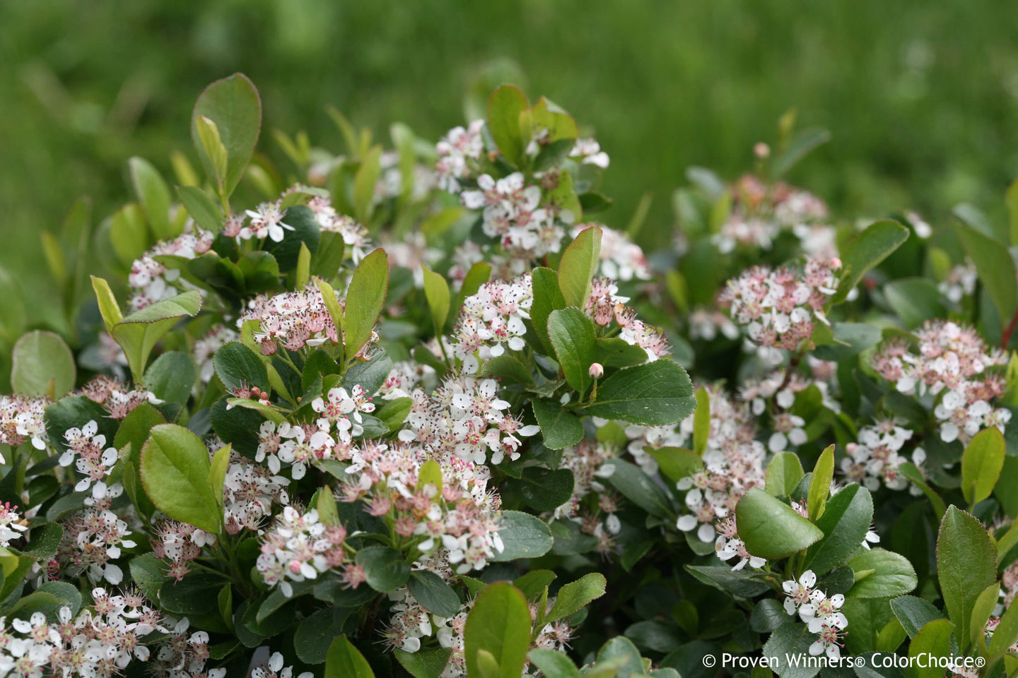 Low Scape Mound® Aronia |