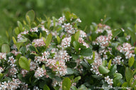 Low Scape Mound® Aronia |