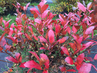 Low Scape Mound® Aronia |