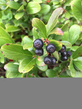 Low Scape Mound® Aronia |