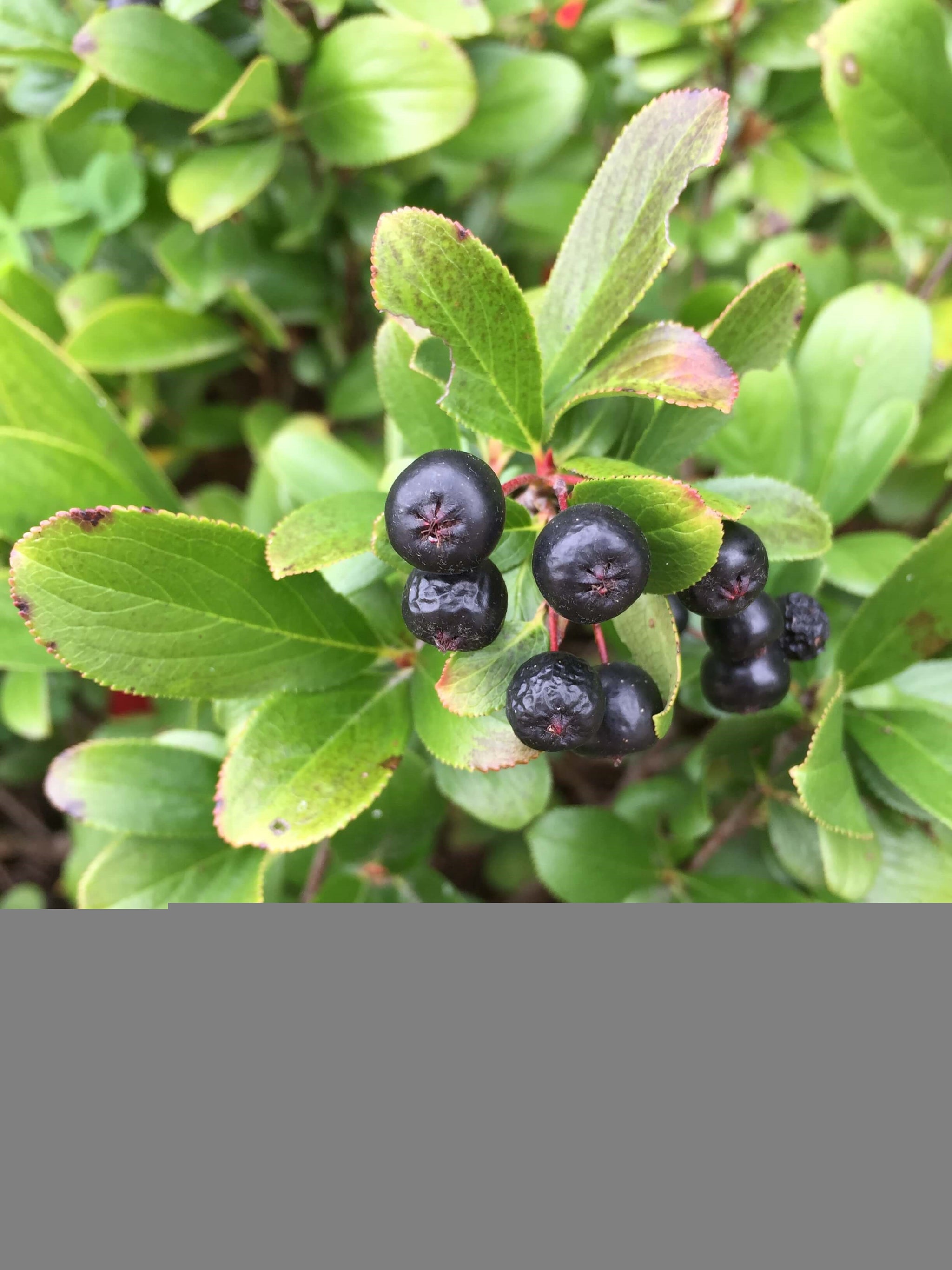 Low Scape Mound® Aronia |