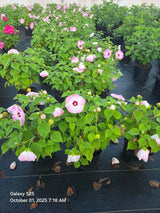 Luna Pink Swirl Hardy Hibiscus