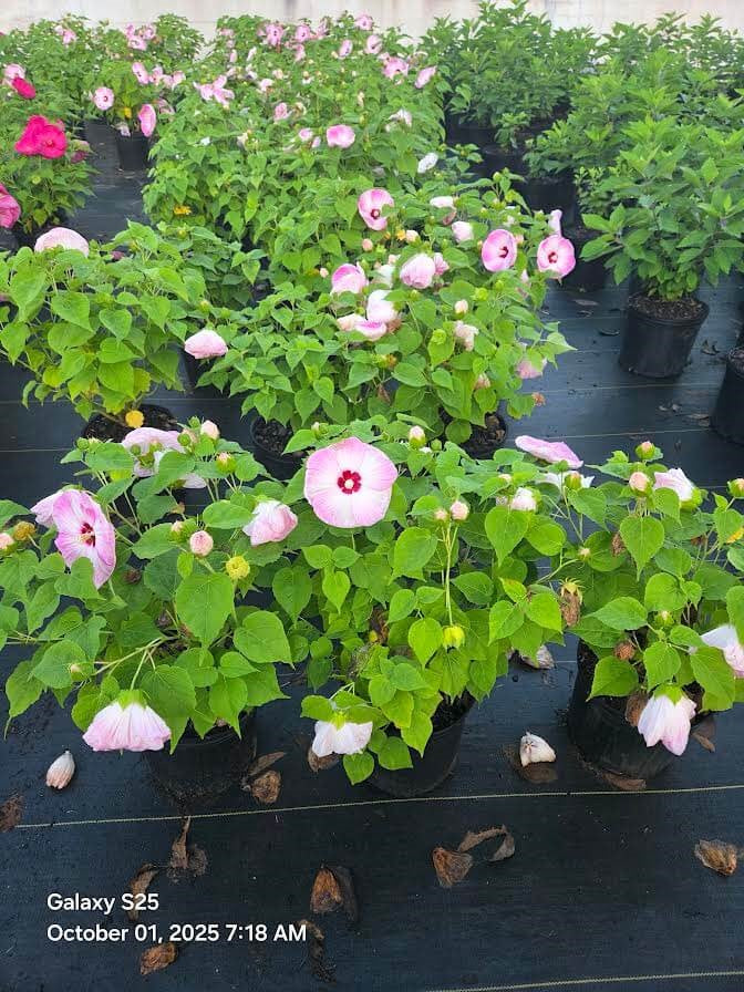 Luna Pink Swirl Hardy Hibiscus