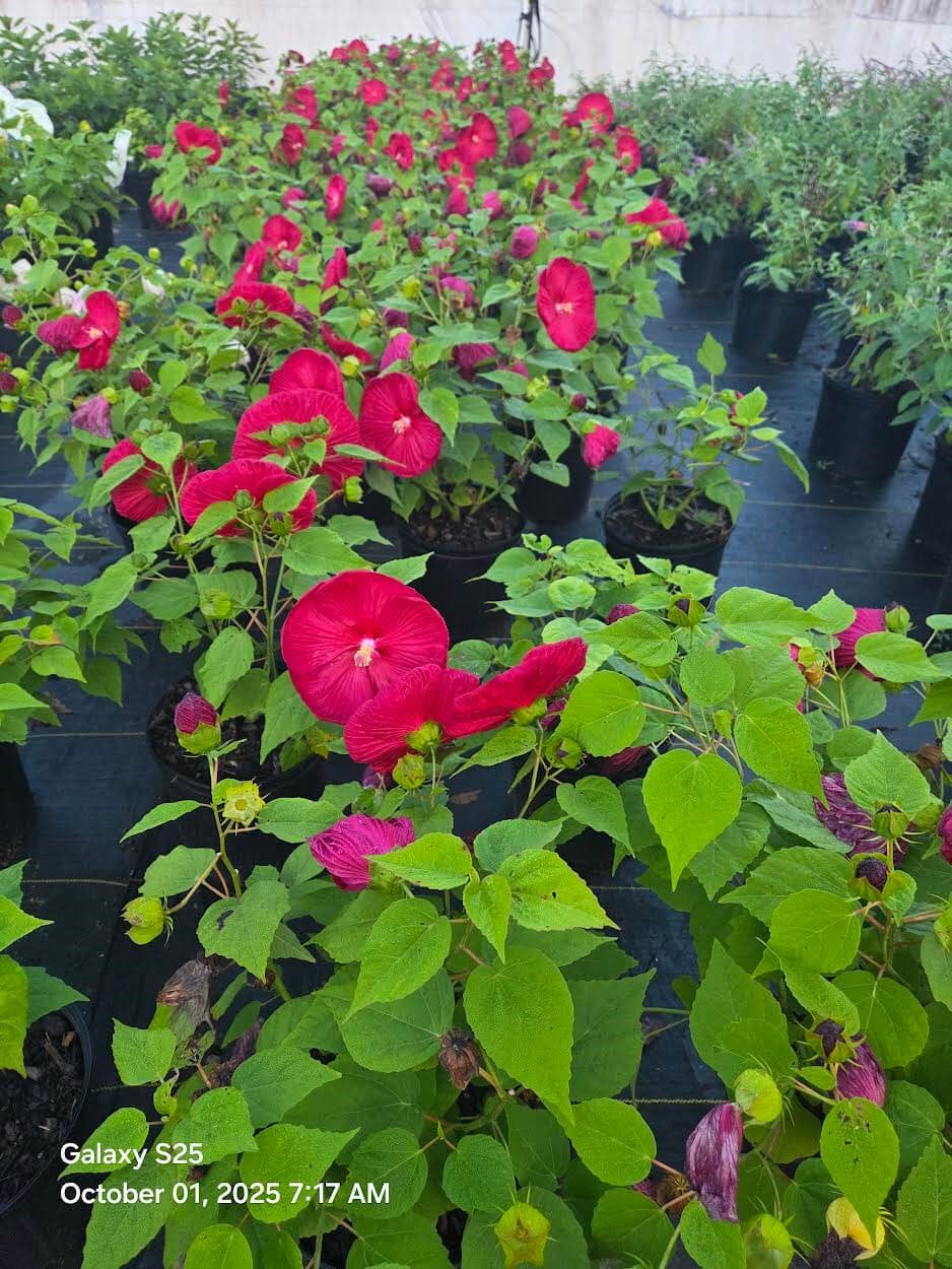 Luna Red Hardy Hibiscus