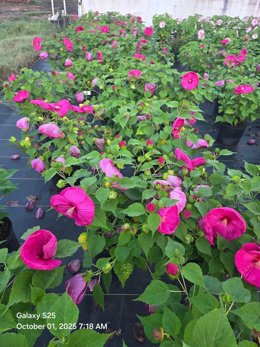 Luna Rose Hibiscus – Pink Hardy Perennial Hibiscus (Hibiscus moscheutos) – Large Flowering Summer Perennial – 3 Gallon