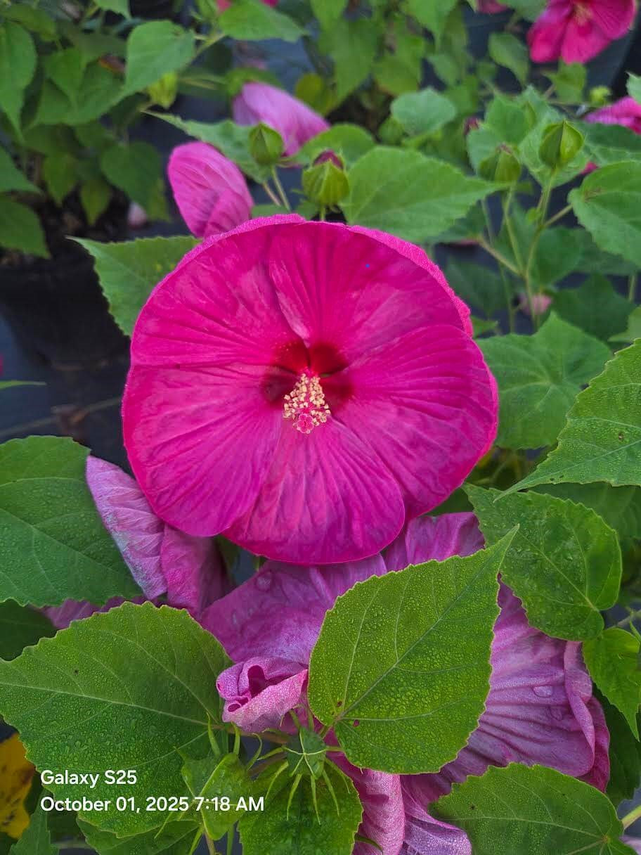 Southern Tradition Plants Luna Rose Hardy Hibiscus - Thumbnail 3