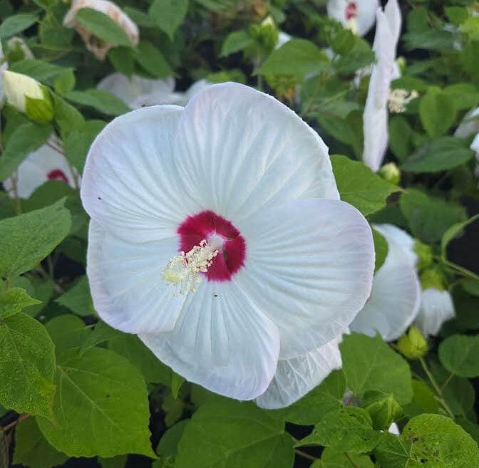 Luna White Hardy Hibiscus
